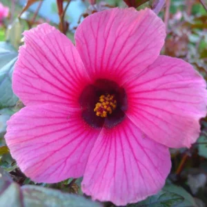 02 Cranberry Hibiscus Live Plants, Pink Hibiscus Plants, 4 to 6 Inches Tall, Hibiscus Plants Live, Hibiscus Flowers Plants, Hibiscus Starter Plants