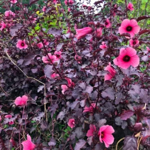 Hibiscus Plants Live, 02 Cranberry Hibiscus Live Plants, Pink Hibiscus Plants, 4 to 6 Inches Tall, Hibiscus Flowers Plants