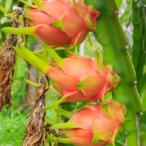 Dragon Fruit Plant Live, Live White Dragon Fruit Plant, 4 to 7 Inches Tall, Sweet Fruit Plant, Dragon Fruit Live Plant, Dragon Fruit Starter Plant