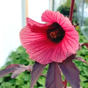 Hibiscus Plants Live, 02 Cranberry Hibiscus Live Plants, Pink Hibiscus Plants, 4 to 6 Inches Tall, Hibiscus Flowers Plants