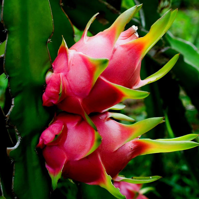 2 White Dragon Fruit Plants Live, 4 to 6 Inches Tall, Live Dragon Fruit Plant, Sweet Fruit Plant, Dragon Fruit Live Plant Indoor