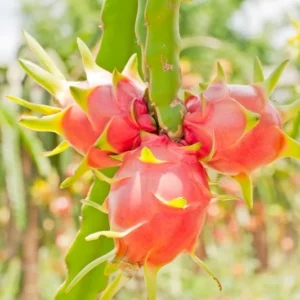 Purple Dragon Fruit Plant Live, 4 to 6 Inches Tall, Live Dragon Fruit Plant, Sweet Fruit Plant, Dragon Fruit Live Plant Indoor