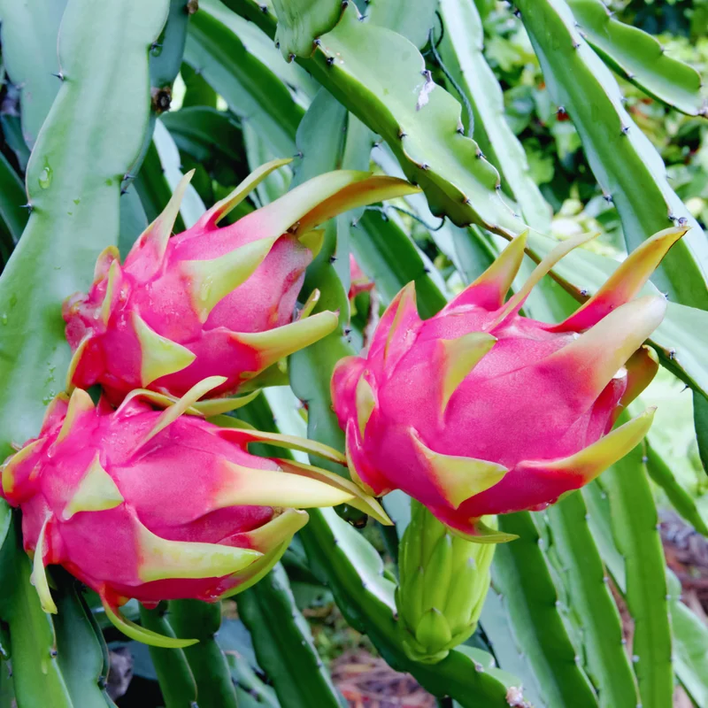 Purple Dragon Fruit Plant Live, 4 to 6 Inches Tall, Live Dragon Fruit Plant, Sweet Fruit Plant, Dragon Fruit Live Plant Indoor