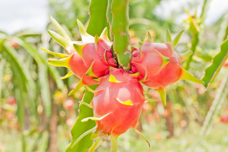 2 Purple Dragon Fruit Plants Live, 4 to 6 Inches Tall, Live Dragon Fruit Plant, Sweet Fruit Plant, Dragon Fruit Live Plant Indoor