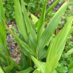 Thai Ginger Plant Live, Galangal Plant, 4 to 6 Inches Tall, Live Ginger Plant, Ginger Live Plant, Ginger Herb Plant, Ginger Starter Plant Outdoor