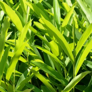 Thai Ginger Plant Live, Galangal Plant, 4 to 6 Inches Tall, Live Ginger Plant, Ginger Live Plant, Ginger Herb Plant, Ginger Starter Plant Outdoor