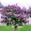 Lilac Tree Plant Live, Well Rooted, Easy to Plant