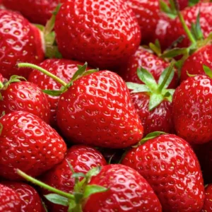 Eversweet Everbearing Strawberry 25 Bare Root Plants