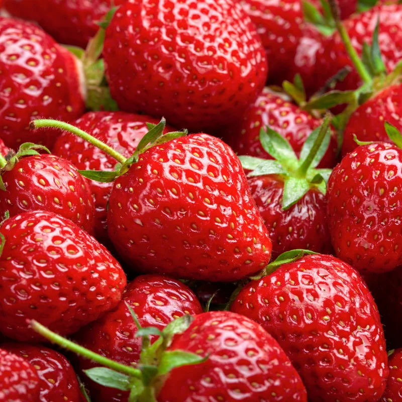 Eversweet Everbearing Strawberry 25 Bare Root Plants