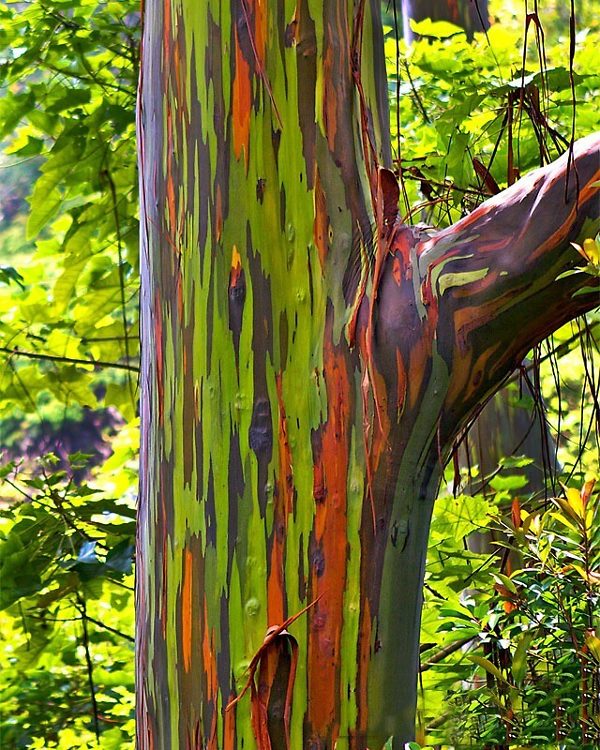 Large Eucalyptus Rainbow Live Tree Colorful Bark Sapling Seedling, 3 Year Old Tree, 48 to 70 Inc Tall, Very Well Rooted and Rare
