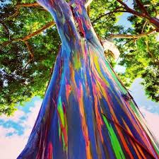 Rare Big Eucalyptus Rainbow Tree Plant Live, 48 to 70 Inc Tall, 3 Year Old Tree Colorful Bark Sapling Seedling - Image 6