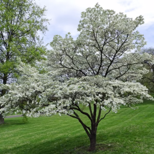 Pack 4 White Flowering Dogwood Tree Bare Roots, 1 Year Old Tree, Dormant in Winter, No Leaf, 8 to 16 Inc Tall, Dogwood Trees Plants Live