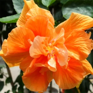 Hardy Hibiscus Plants Live, Tropical Hibiscus Plant, Hibiscus Tree Live Plant,6 to 9 Inch, Well-Rooted, Hardy Perennial