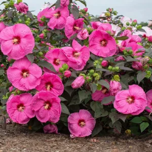 Hibiscus Plants Live, Hardy Hibiscus Plants Live, 6 to 8 Inch Tall, Tropical Hibiscus Plant, Hibiscus Tree Live Plant, Hibiscus Flower No Pot