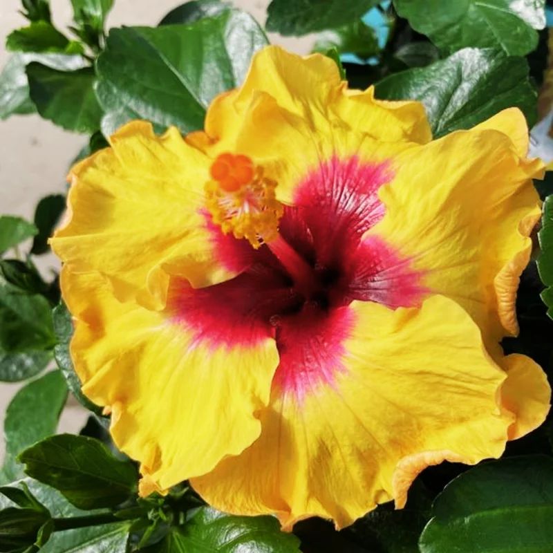 Pack 2 Hibiscus Tree Live Plant, Hardy Hibiscus Plants Live, 6 to 8 Inch Tall, Fully Rooted, Colorful Flowers for Garden Bareroot