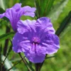 Pack 2 Hardy Mexican Petunia Live Plants - Ruellia Simplex Petunia Plants for Outdoor Gardens - 6 to 8 Inch Tall - Flowering Plants
