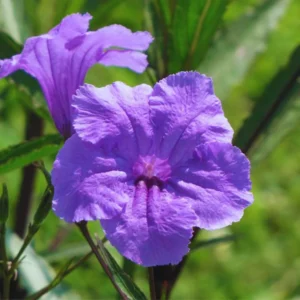 Pack 2 Hardy Mexican Petunia Live Plants - Ruellia Simplex Petunia Plants for Outdoor Gardens - 6 to 8 Inch Tall - Flowering Plants