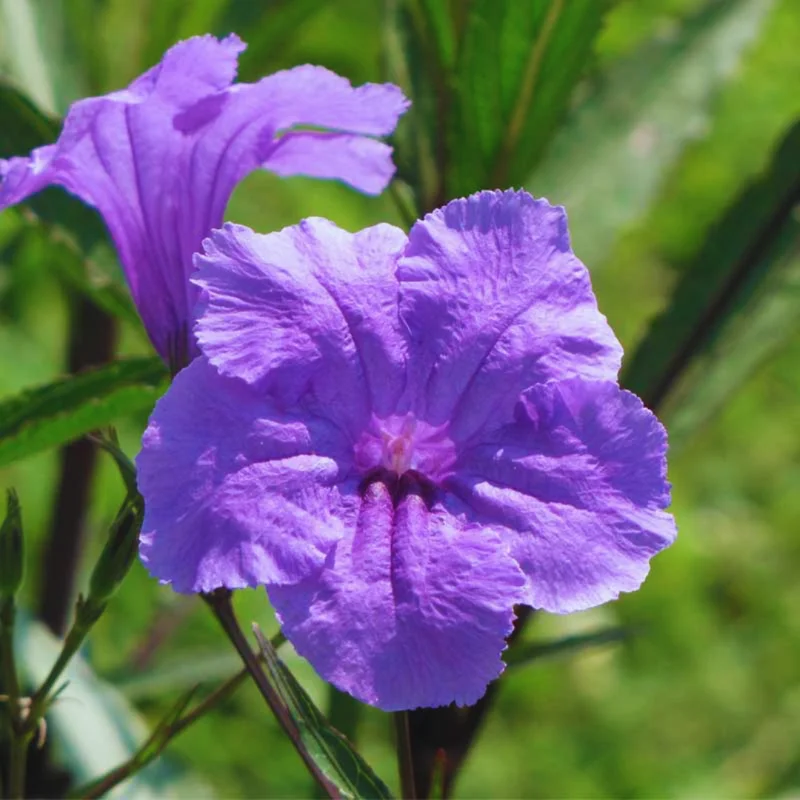 Pack 2 Hardy Mexican Petunia Live Plants - Ruellia Simplex Petunia Plants for Outdoor Gardens - 6 to 8 Inch Tall - Flowering Plants