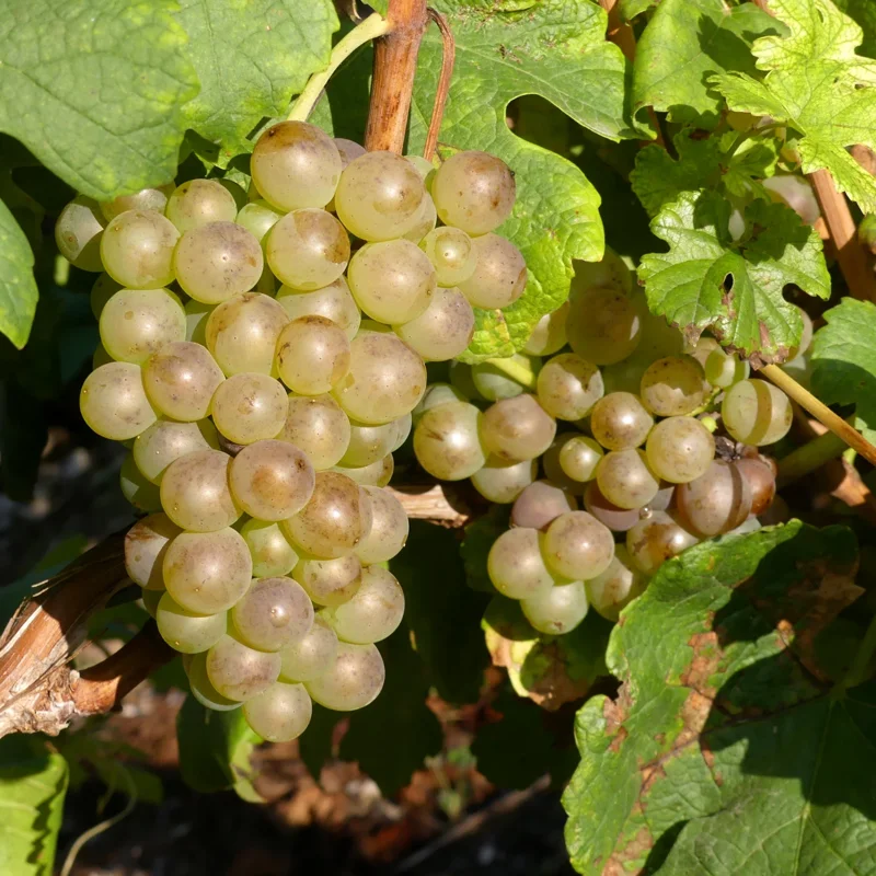 Grape Vine Plant Live, 8-16 Inches Tall, Large Sweet Grape Seedling for Home Gardens