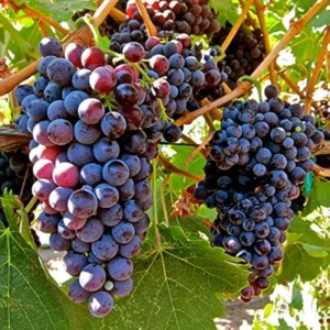 Grape Vine Plant Live, 8-16 Inches Tall, Large Sweet Grape Seedling for Home Gardens