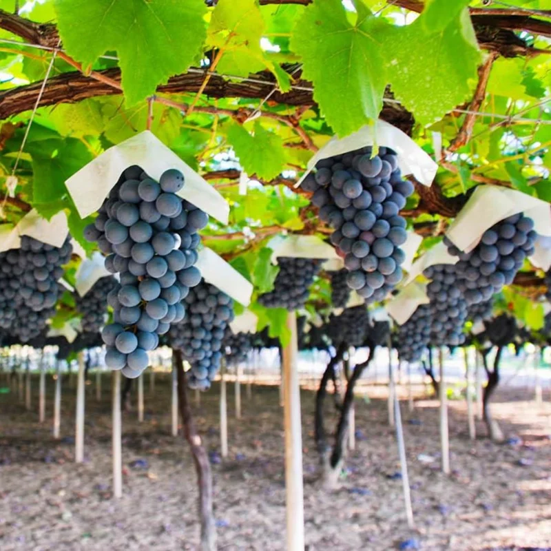 Grape Vine Plant Live, 8-16 Inches Tall, Large Sweet Grape Seedling for Home Gardens