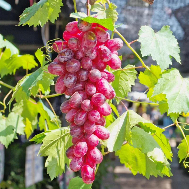 Grape Vine Plant Live, 8-16 Inches Tall, Large Sweet Grape Seedling for Home Gardens