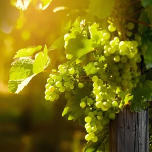 Grape Vine Plant Live, 8-16 Inches Tall, Large Sweet Grape Seedling for Home Gardens