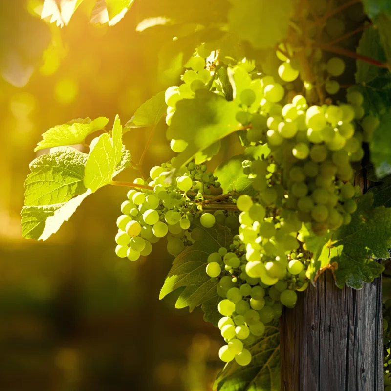 Grape Vine Plant Live, 8-16 Inches Tall, Large Sweet Grape Seedling for Home Gardens