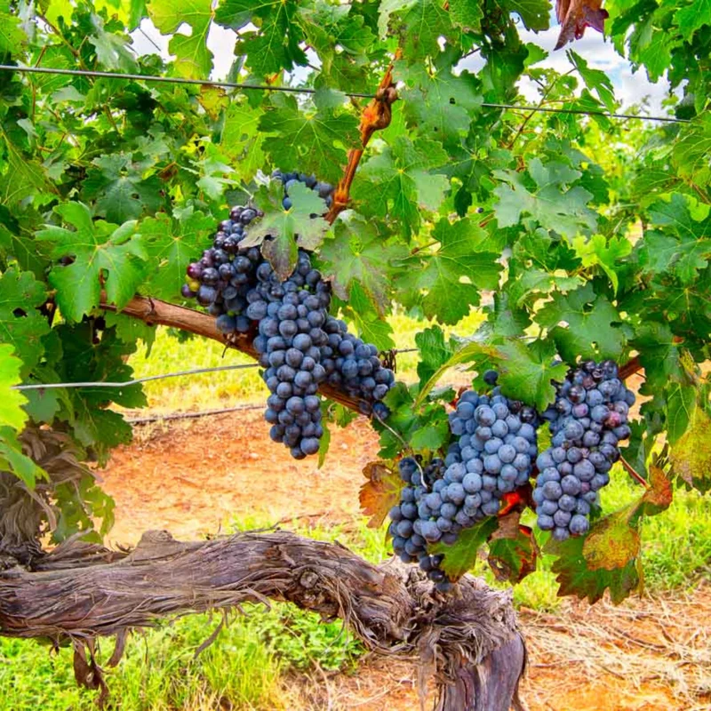 Grape Vine Plant Live, 8-16 Inches Tall, Large Sweet Grape Seedling for Home Gardens