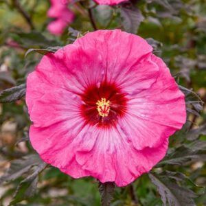 Hibiscus Plants, Hibiscus Tree Live Plant, Hardy Hibiscus Plants Live, 6 to 8 Inch Tall, Perennial Flower Plant, Bareroot