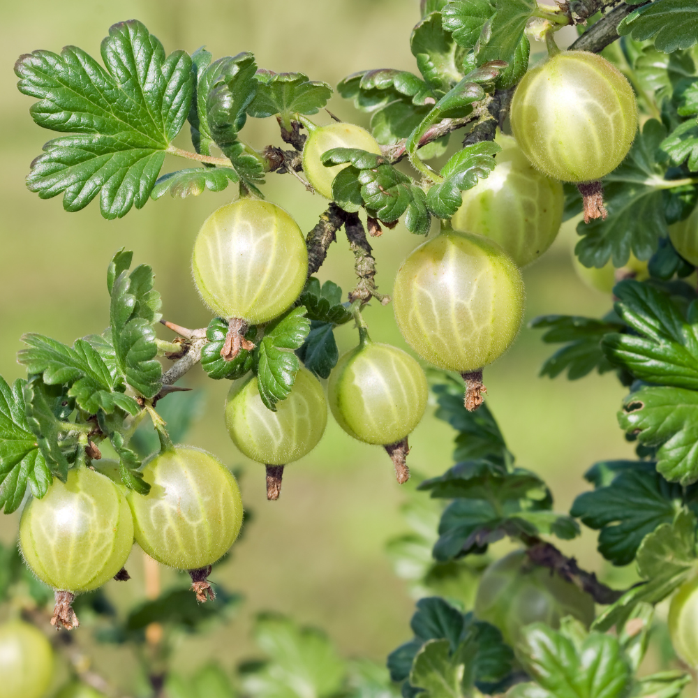 Gooseberry Live Plant - 5-9 Inch Tall, Hardy Gooseberry Bush