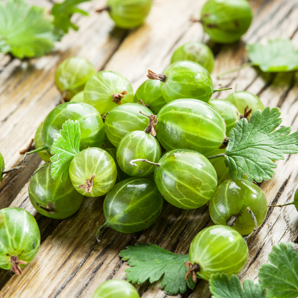 Gooseberry Live Plant - 5-9 Inch Tall, Hardy Gooseberry Bush - Image 5