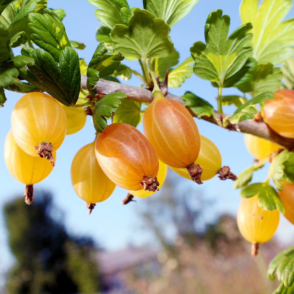 Gooseberry Live Plant - 5-9 Inch Tall, Hardy Gooseberry Bush - Image 4