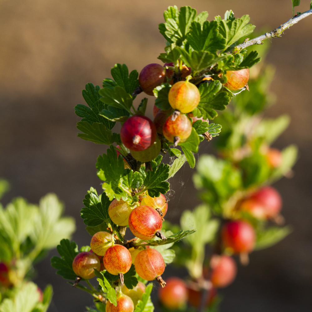 Gooseberry Live Plant - 5-9 Inch Tall, Hardy Gooseberry Bush - Image 3