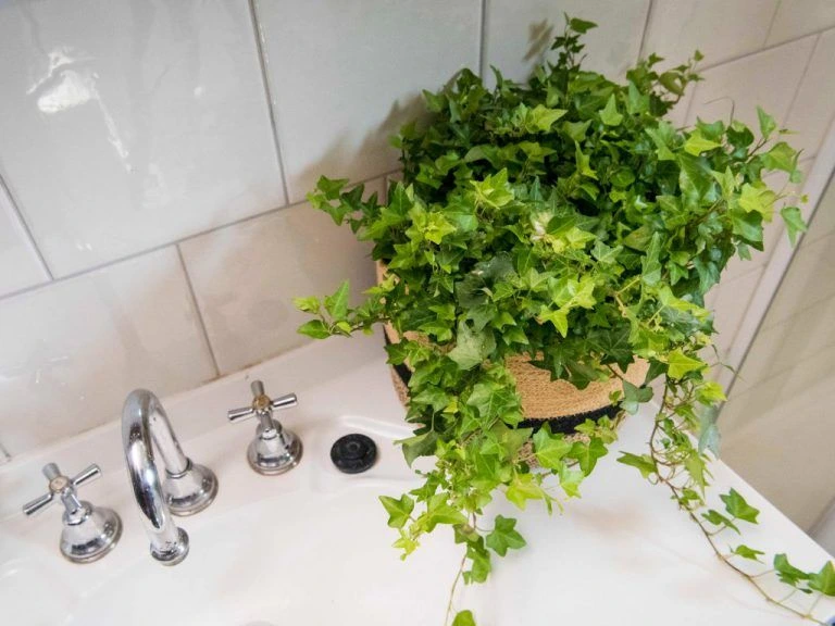 English ivy-one of the best indoor ivy plants