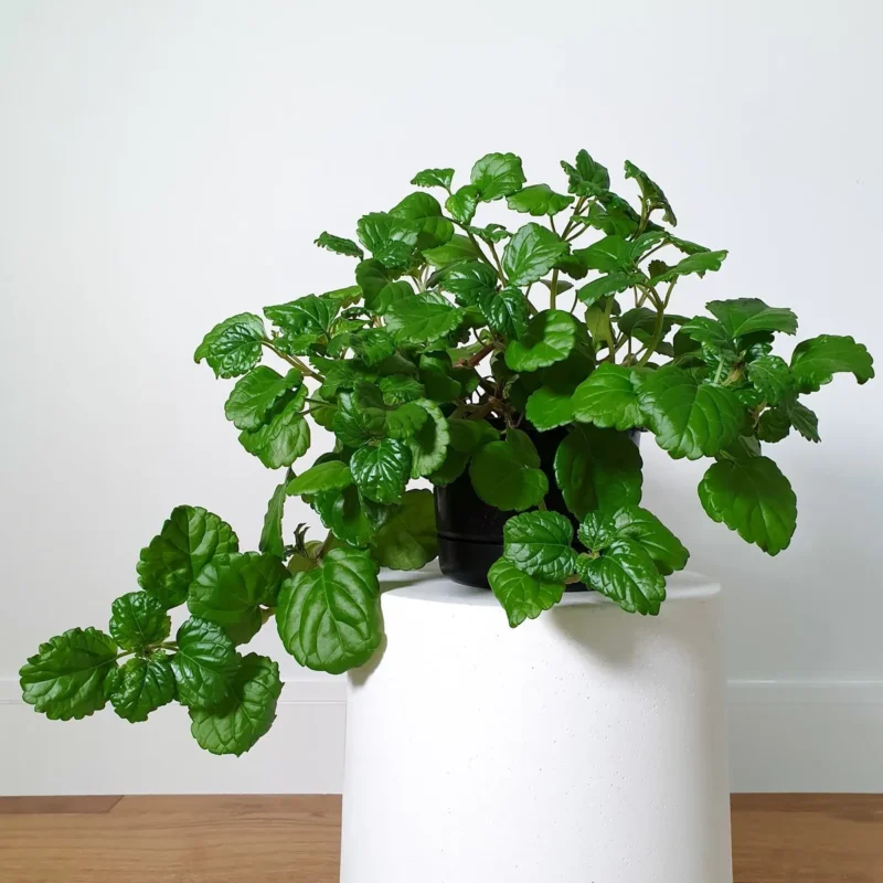 Swedish Ivy