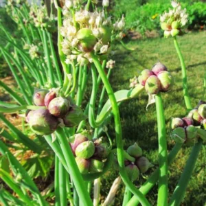 10 Hardy Walking Onion Plants Live For Planting, Walking Onions Bulb, Walking Onion Seed Plant, Well Rooted, 8 Month-Old, Ready to Plant