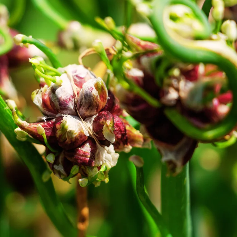 20 Egyptian Walking Onions Bulbs For Planting, Egyptian Walking Onions, Egyptian Walking Onion Seeds