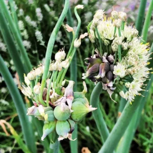 6 Egyptian Walking Onions Plants Live For Planting, 4 to 8 Inch Tall, Walking Onion Tree, Walking Onion Seed Plant, Well Rooted, Grown From Bulb