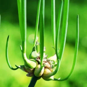 20 Egyptian Walking Onions Bulbs For Planting, Egyptian Walking Onions, Egyptian Walking Onion Seeds