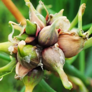 10 Hardy Walking Onion Plants Live For Planting, Walking Onions Bulb, Walking Onion Seed Plant, Well Rooted, 8 Month-Old, Ready to Plant
