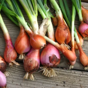 20 Egyptian Walking Onions Bulbs For Planting, Egyptian Walking Onions, Egyptian Walking Onion Seeds