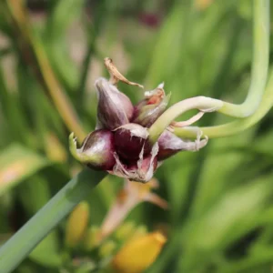20 Egyptian Walking Onions Bulbs For Planting, Egyptian Walking Onions, Egyptian Walking Onion Seeds