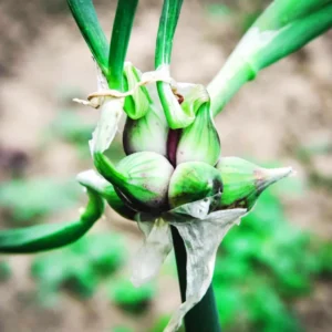 6 Egyptian Walking Onions Plants Live For Planting, 4 to 8 Inch Tall, Walking Onion Tree, Walking Onion Seed Plant, Well Rooted, Grown From Bulb