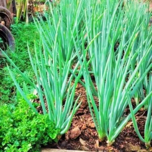 6 Egyptian Walking Onions Plants Live For Planting, 4 to 8 Inch Tall, Walking Onion Tree, Walking Onion Seed Plant, Well Rooted, Grown From Bulb