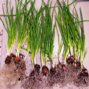 6 Egyptian Walking Onions Plants Live For Planting, 4 to 8 Inch Tall, Walking Onion Tree, Walking Onion Seed Plant, Well Rooted, Grown From Bulb