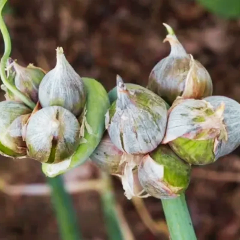 20 Egyptian Walking Onions Bulbs For Planting, Egyptian Walking Onions, Egyptian Walking Onion Seeds