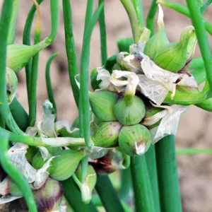 30 Egyptian Walking Onions Bulbs For Planting, Egyptian Walking Onions, Egyptian Walking Onion Seeds