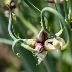 50 Egyptian Walking Onions Bulbs For Planting, Egyptian Walking Onions, Egyptian Walking Onion Seeds