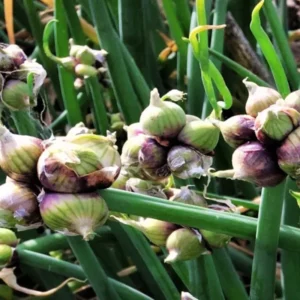 30 Egyptian Walking Onions Bulbs For Planting, Egyptian Walking Onions, Egyptian Walking Onion Seeds